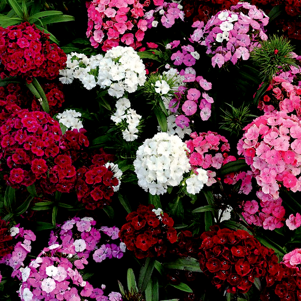 Dash™ F1 Mix Dianthus Seeds