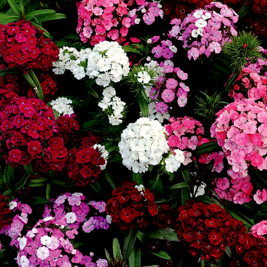 Dash™ F1 Mix Dianthus Seeds