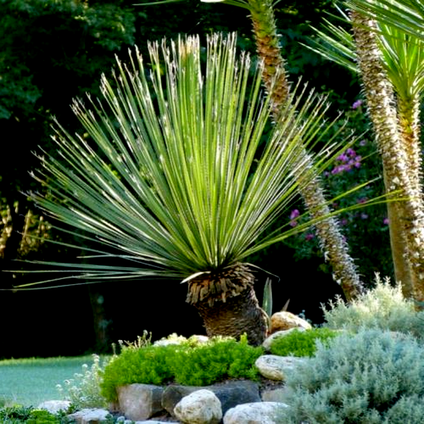 Dasylirion acrotrichum