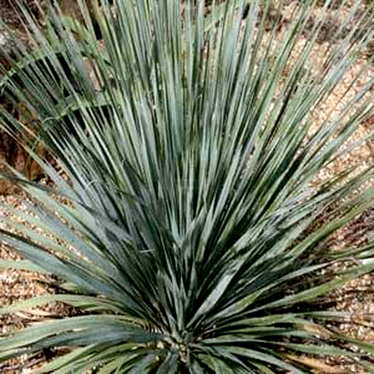 Dasylirion berlandieri