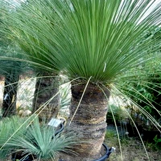 Dasylirion longissimum