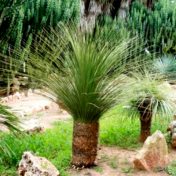 Dasylirion serratifolium