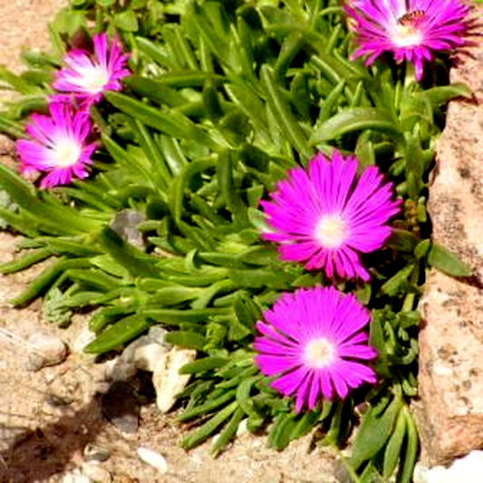 Delosperma ashtonii