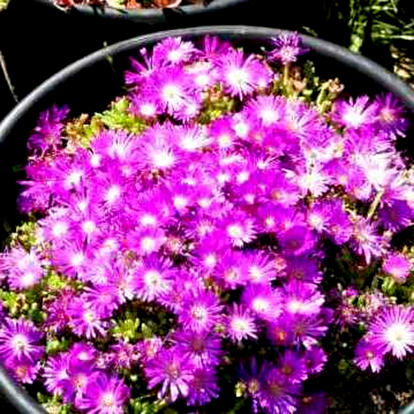 Delosperma lavisiae
