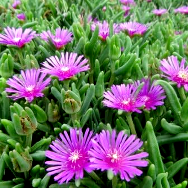 Delosperma lydenburgense