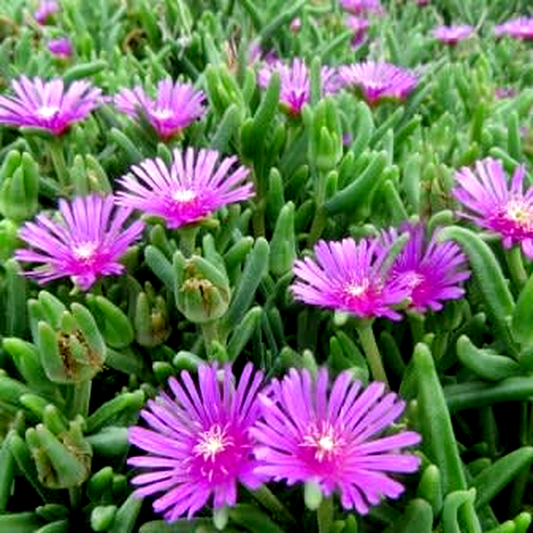 Delosperma lydenburgense