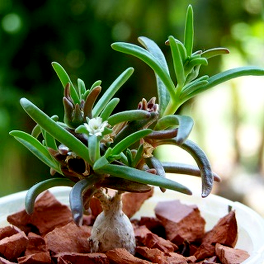 Delosperma napiforme