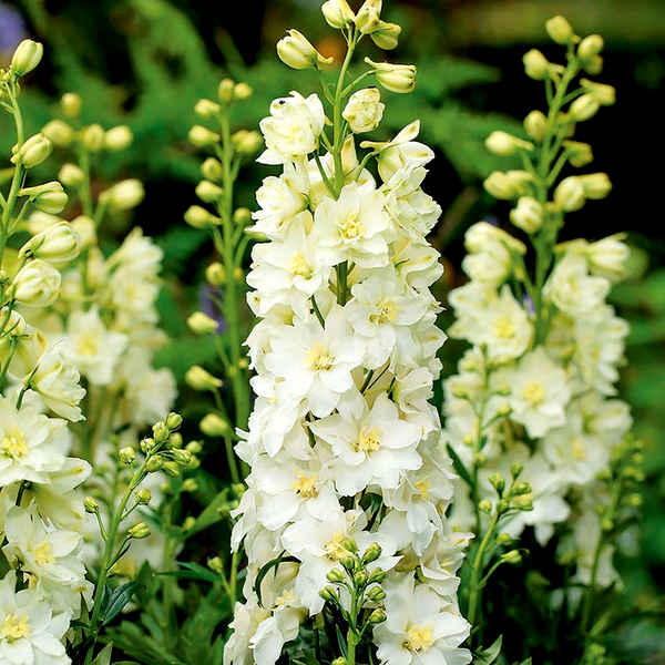 Delphinium Delgenius™ Neva Larkspur