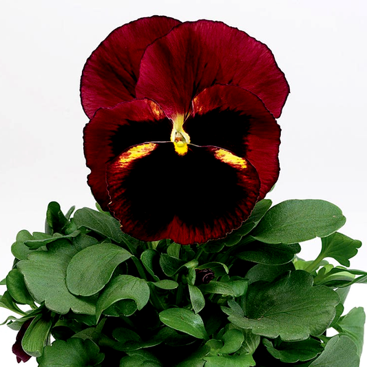 Delta® Classic Tapestry Pansy Seeds