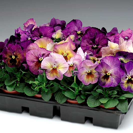 Delta™ Premium Persian Medley Pansy Seeds