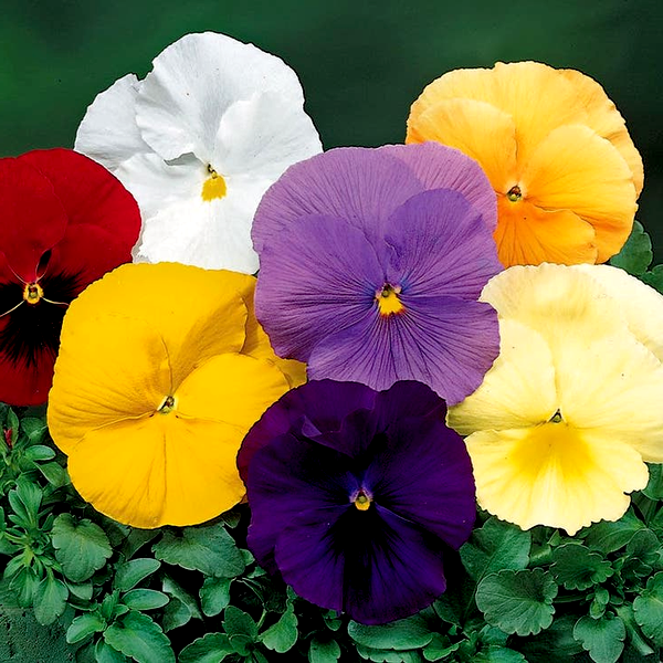 Delta™ Pure Colors Mix Pansy Seeds