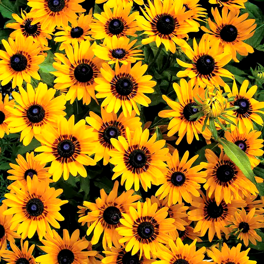 Denver Daisy Rudbeckia Seeds
