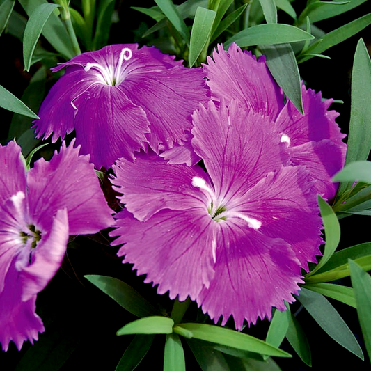 Diana Blueberry Dianthus Seeds