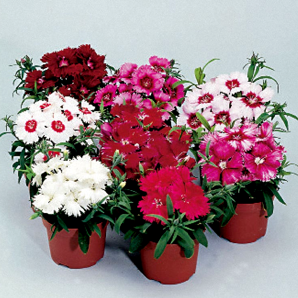 Diana Full Mix Dianthus Seeds