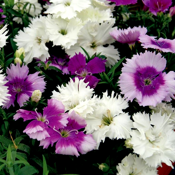 Diana Lavandina Mix Dianthus Seeds