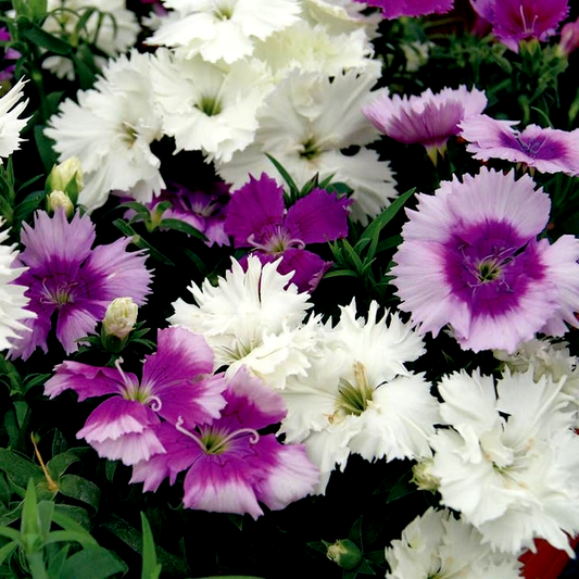 Diana Lavandina Mix Dianthus Seeds