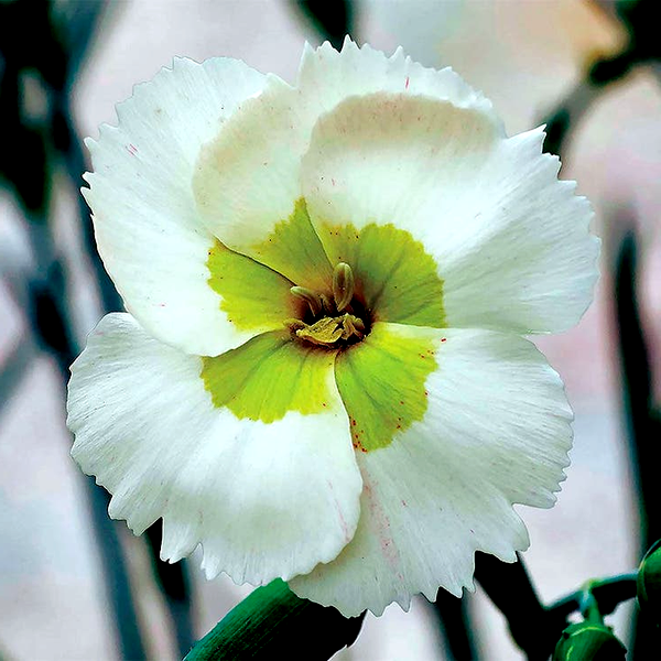 Dianthus American Pie® Key Lime Pie - Green Carnations