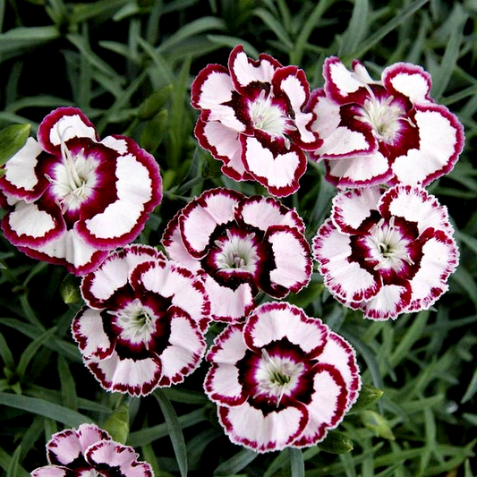Dianthus 'Raspberry Swirl'
