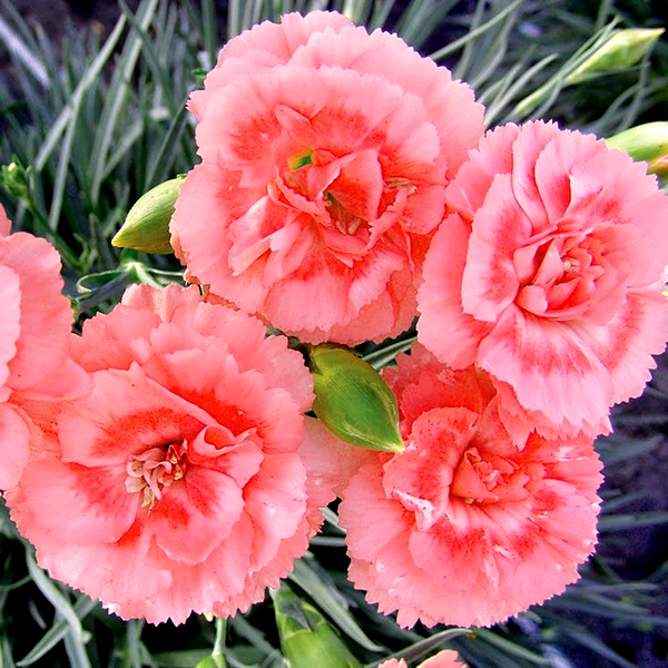 Dianthus SCENT FIRST® Tall Romance
