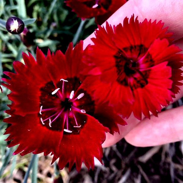 Dianthus SINGLE STAR™ Fire Star Improved