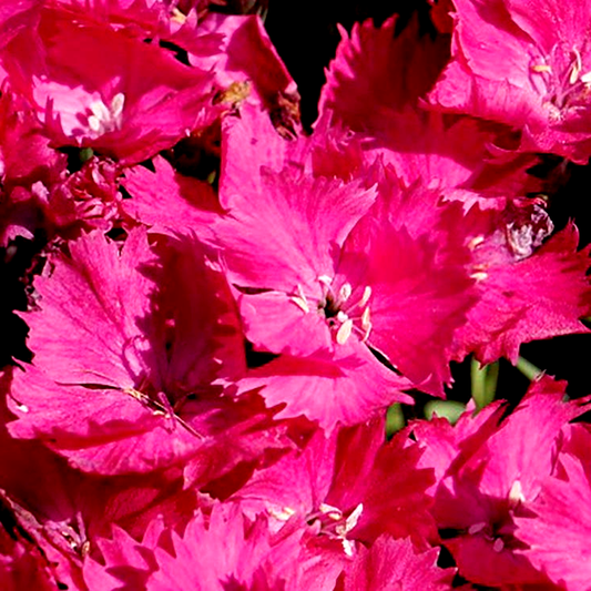 Dianthus Vivid™ Bright Lights