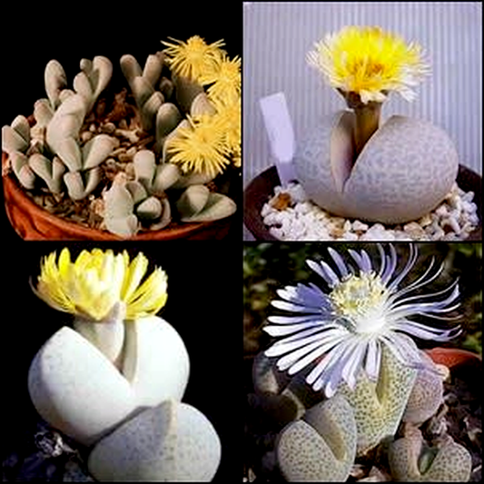 Dinteranthus Mixed Species