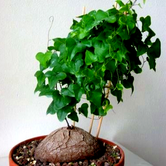 Dioscorea sylvatica