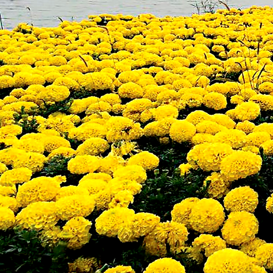 Discovery Yellow Hybrid Marigold Seeds