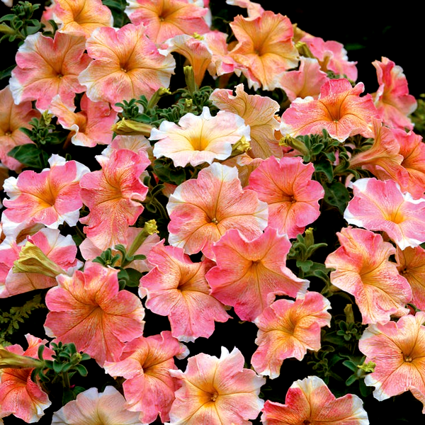 Dolcissima Flambe Petunia Seeds