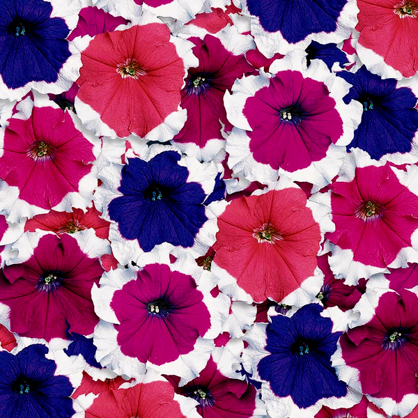 Donna Picotee Mix Petunia Seeds