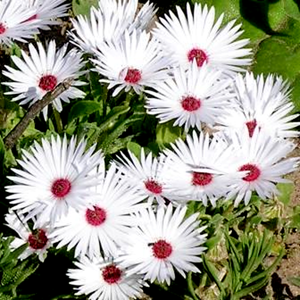 Dorotheanthus maughanii