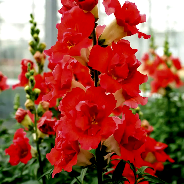 DoubleShot™ Orange Bicolor Snapdragon Seeds