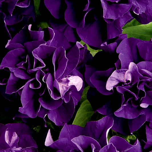 Double Cascade Blue Double Petunia Seeds
