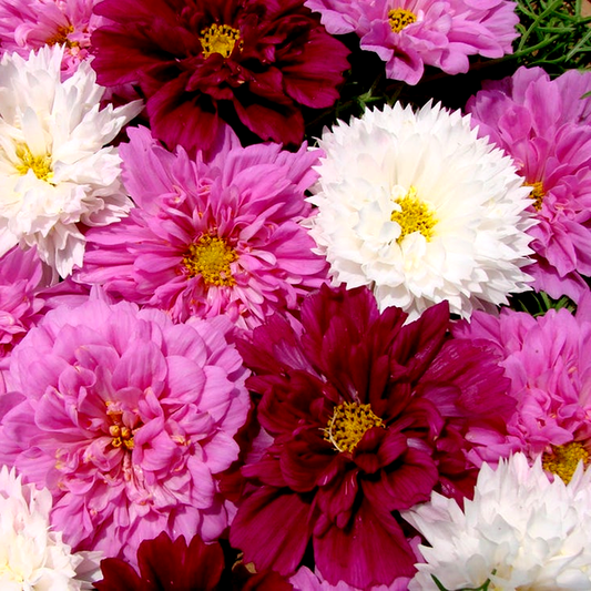 Double Click Mix Cosmos Flower Seeds