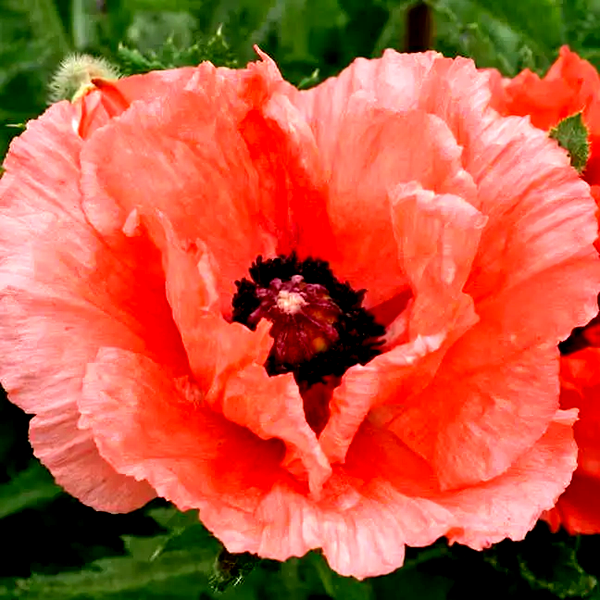 Double Pleasure' Oriental Poppy