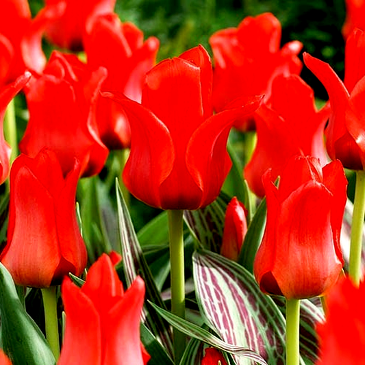 Double Red Riding Hood