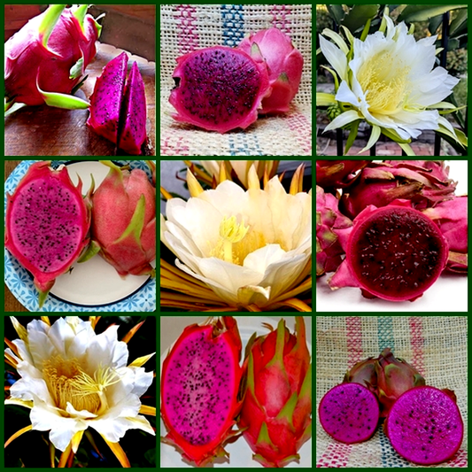 Dragon Fruit – 6 Varieties