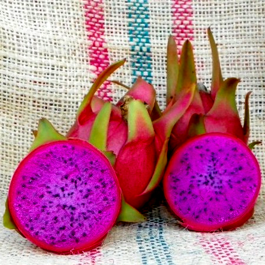 Dragon Fruit Halley’s Comet