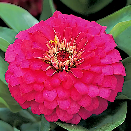 Dreamland™ Rose Hybrid Zinnia Seeds