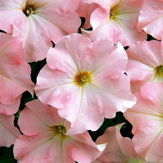 Dreams™ Appleblossom Petunia Seeds