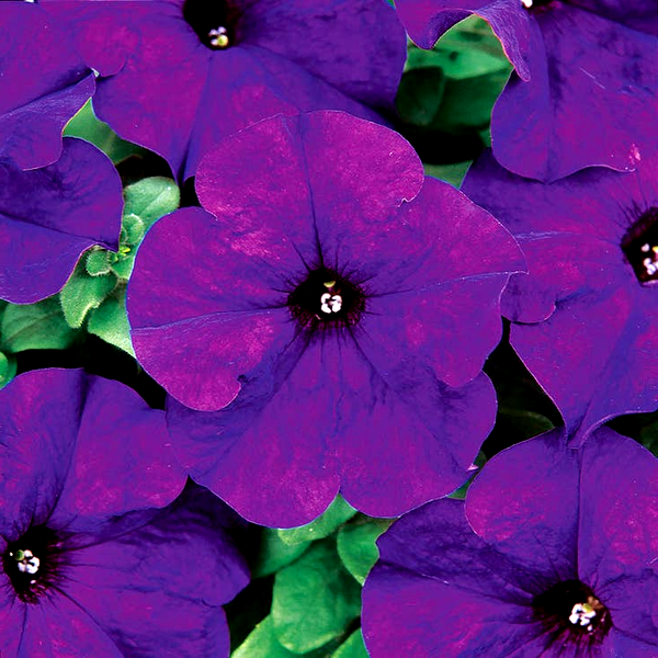 Dreams™ Midnight Petunia Seeds