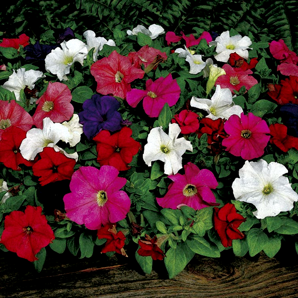Dreams™ Mix Petunia Seeds