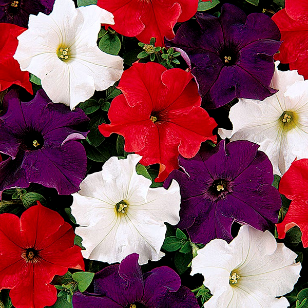 Dreams™ Patriot Mix Petunia Seeds