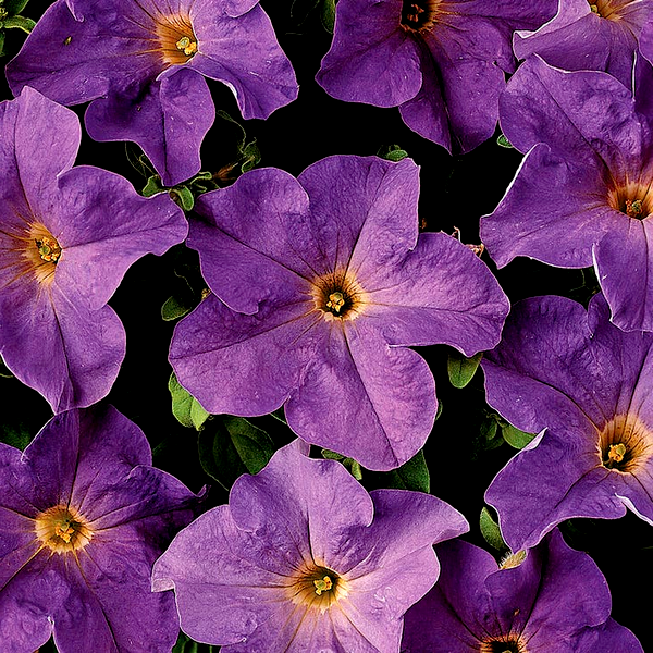Dreams™ Sky Blue Petunia Seeds