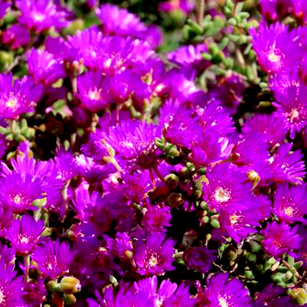 Drosanthemum fourcadei