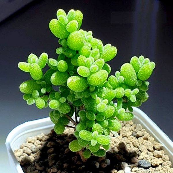 Drosanthemum globosum