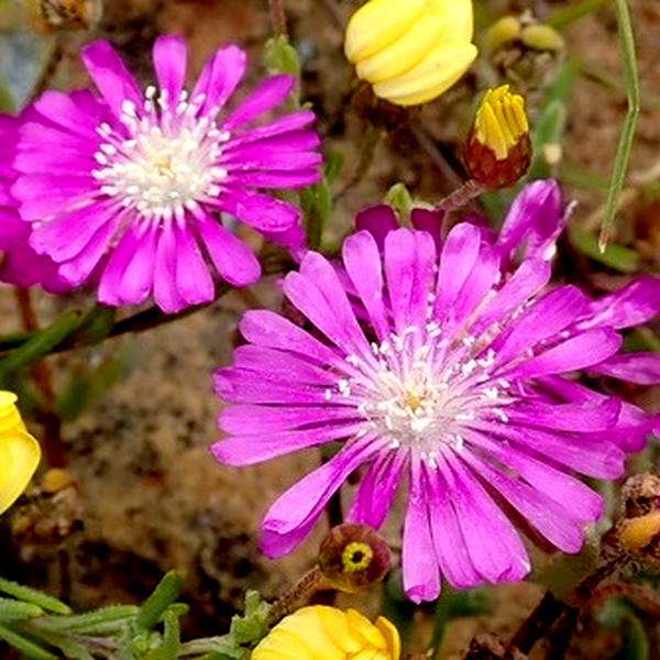 Drosanthemum latipetalum