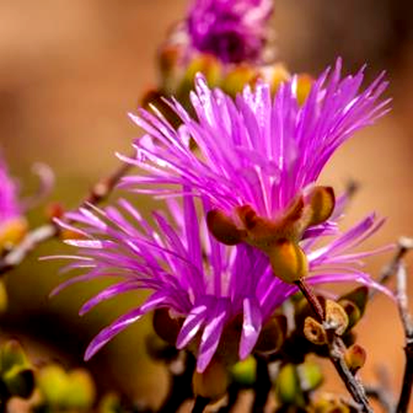 Drosanthemum macrocalyx