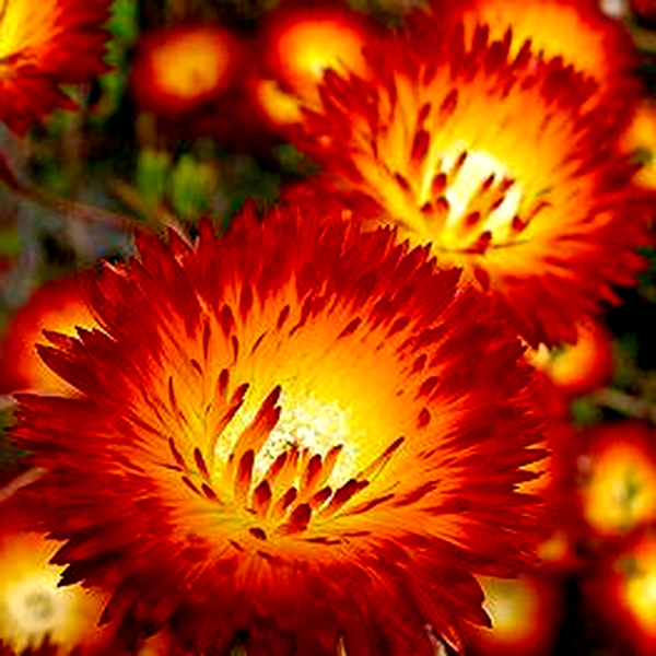 Drosanthemum speciosum