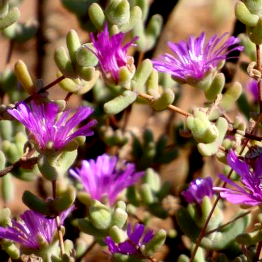 Drosanthemum subcompressum